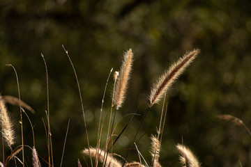 Golden grass in Autumn Landscape.