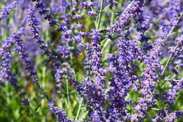 Naklejka premium Close up of lavender blossoms - floral pattern background