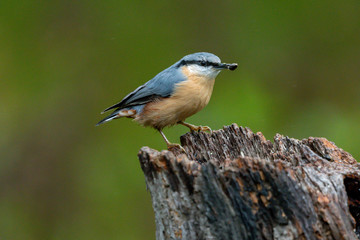Obraz premium Kleiber auf Futtersuche