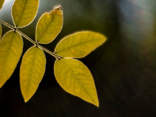 autumn yellow leafs on a blurry background. macro shot of autumn. yellowed autumn leaf. tree leaf with beautiful bokeh