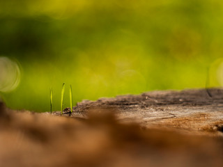 Closeup young grass sprouts on a dry wooden stump. macro shooting. beautiful blurred grass background