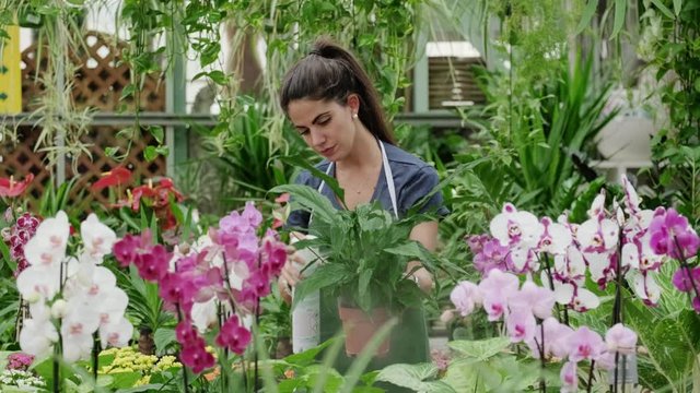 Busy young woman working as florist in flower shop. Skilled worker at work with spray can. Girl with plants and flowers in floral store. Job and professional occupation. Slow motion
