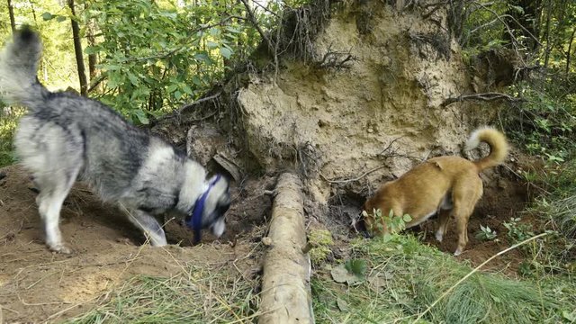 Dogs are digging in front of each other
