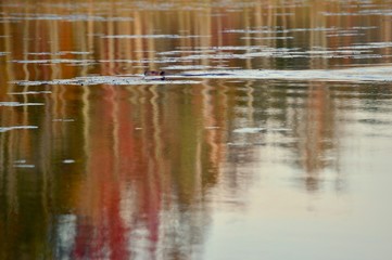 Otter swimming in pond 