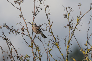 Heckenbraunelle auf Futtersuche