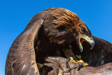 Allphotokz Eagle 20191013 00237 5DM3