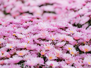 Obraz premium Large outdoor flower beds with pink chrysanthemums.