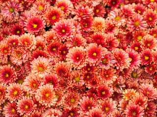 Large outdoor flower beds with red chrysanthemums.