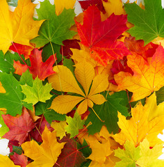 beautiful autumn leaves of maple, chestnut. texture, close-up, background