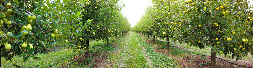 Fototapeta na wymiar ripe apples in an orchard ready for harvesting