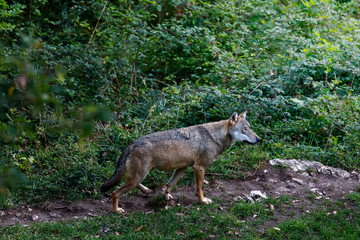 Naklejka na ściany i meble Lone wolf in the woods. Male specimen of the dominant alpha wolf.