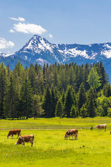 Fototapeta na wymiar Herd of cows, Schladming Tauern, Austria