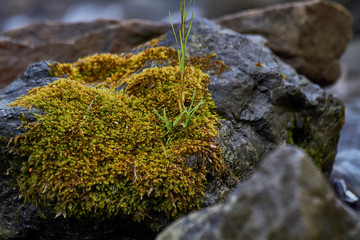 life on the rocks