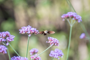花の蜜を吸うホシホウジャク