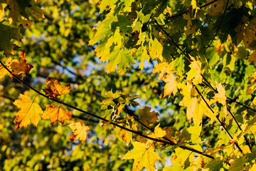 autumnal background with leaves, autumn maple leaves on branch
