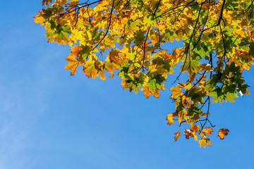 autumn background with maple leaves, copy space image