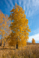 Fototapeta premium Beautiful birch tree with bright yellow leaves on a background of blue sky. Autumn, good weather