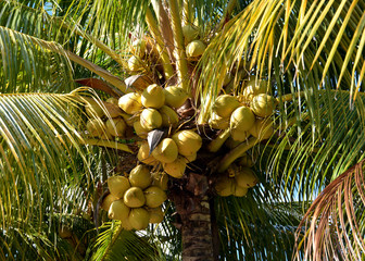 kokosnüsse auf der palme