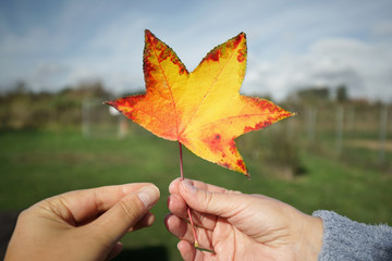 buntes Herbstblatt in den Händen halten 