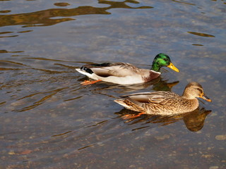 A couple of ducks are swimming in the pond
