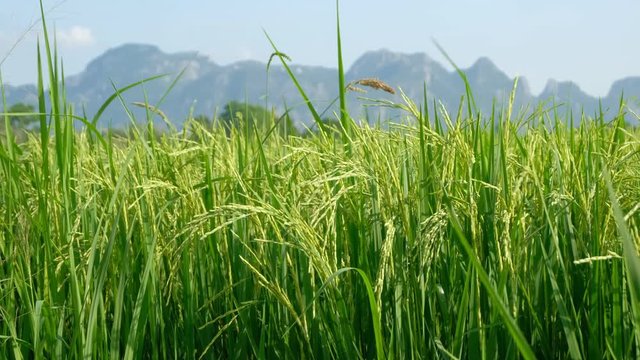 Rice green stalks swaying in the wind mountain background. rice field in thailand