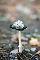 Wild mushrooms on nature October macro background fifty megapixels