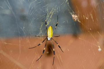 Golden silk orbweaver spider in Costa Rica