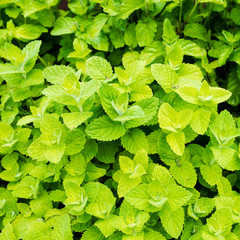 fresh peppermint seedlings in the herb garden;