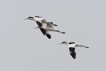 Säbelschnäbler auf Futtersuche