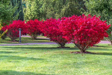 A fragment of the autumn park . Winged euonymus Compactus is a perennial shrub that impresses with its beauty.	
