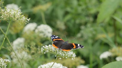 Admiral butterfly on a white flower.