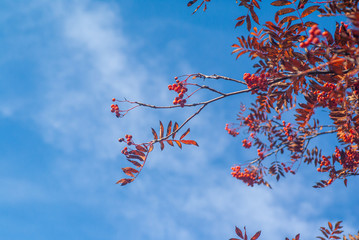 Mountain ash with ripe red berries on a background of blue sky