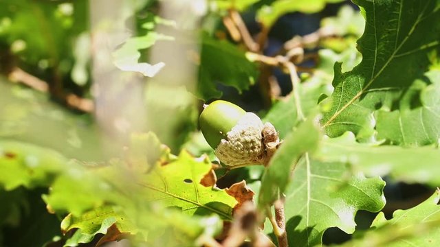 Downy oak with acorn