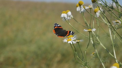  butterfly admiral flies to a camomile.