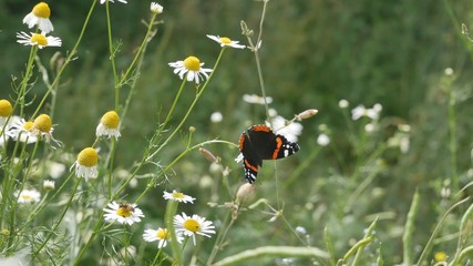  Butterfly admiral sits on a camomile.