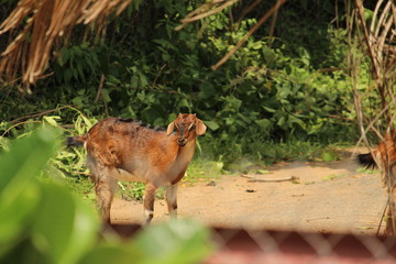 Countryside goats are playing or standing on the outside or park or nature