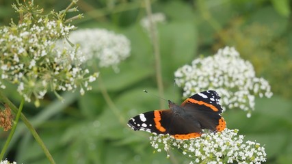 Butterfly on a white flower.