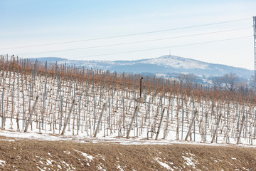 Wineyards near Vinicky, Tokaj region, Slovakia