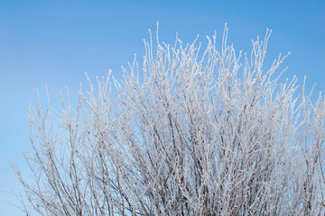 Winter background with blue sky and tree branches covered by snow or hoarfrost