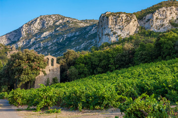 vineyards in the wine region Languedoc-Roussillon, Roussillon, France
