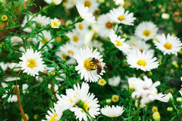 Bee collecting pollen on a small white daisy