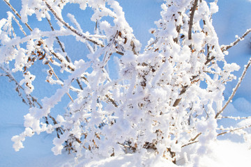 Winter background with blue sky and tree branches covered by snow or hoarfrost