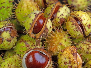 Kastanien, Aesculus, im Herbst