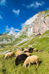 Fototapeta premium herd of sheep near Mangart, Triglav national park, Slovenia