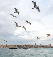 Seagulls Bosphorus, Istanbul, Turkey seagulls are the ballerinas of the sky, for them to fly is not a meal but an aesthetic ritual