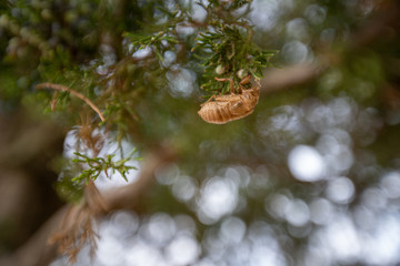 cicada exoskeleton on a cedar tree branch in southern maryland usa