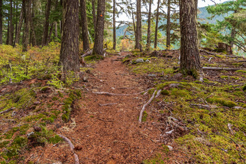 View at Mountain Trail in British Columbia, Canada. Mountains Background.