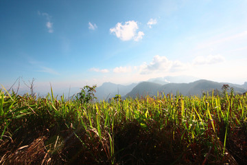Fototapeta na wymiar Green grass on the valley mountain with blue sunny sky