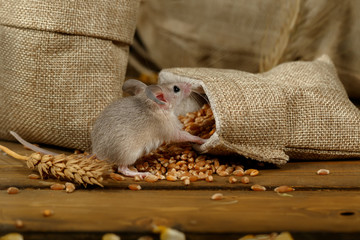 Closeup young gray mouse sits near the burlap bags with wheat on the floor of the warehouse....