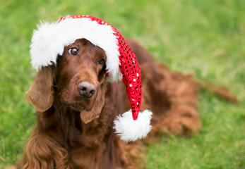 Beautiful christmas irish setter pet dog with santa hat on green grass background